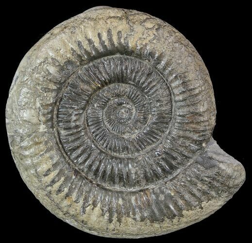 Dactylioceras Ammonite Fossil - England #52647